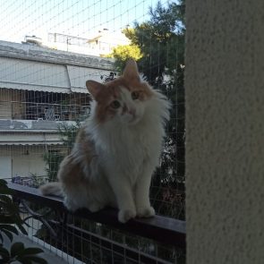 Orange and white cat perched on balcony